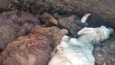 गौशाला में भूख से गायों की मौत, प्रशासनिक लापरवाही पर उठे सवाल