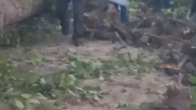 हरियाली पर आरा, सरेशाम कट रहे हरे पेड़