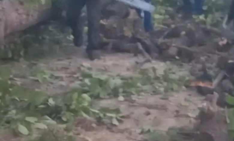 हरियाली पर आरा, सरेशाम कट रहे हरे पेड़